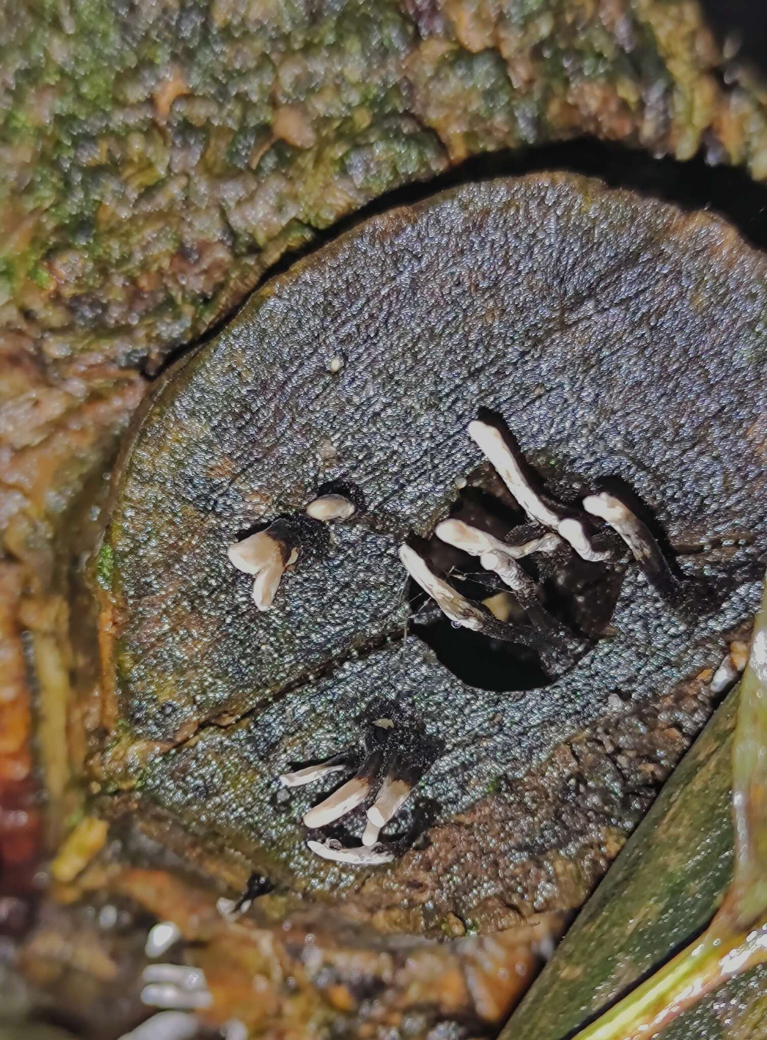 Image of Candle-snuff Fungus