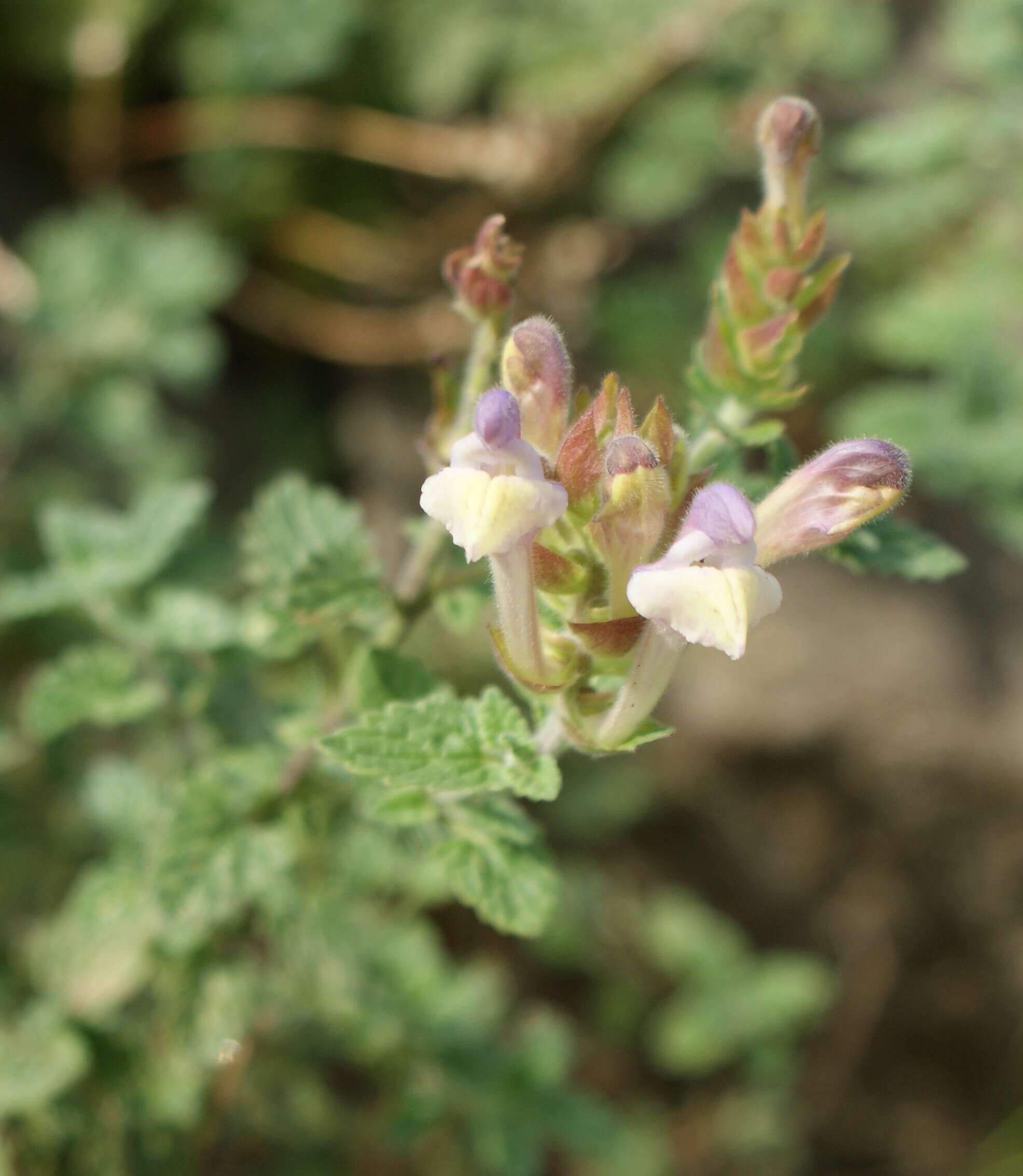 Image of Scutellaria orientalis L.