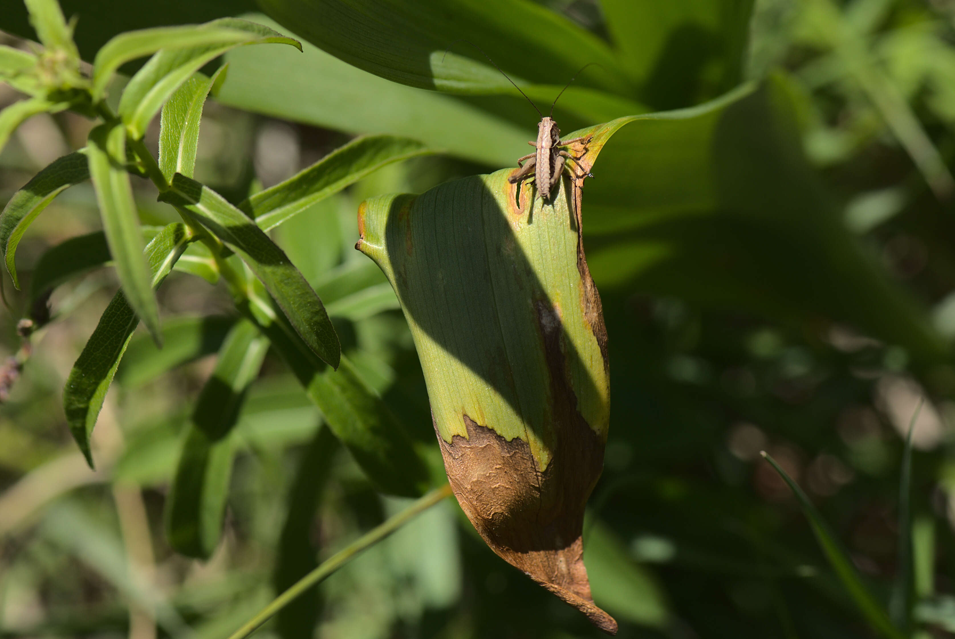 Image of dark bush-cricket