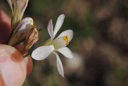 Image of slender false garlic