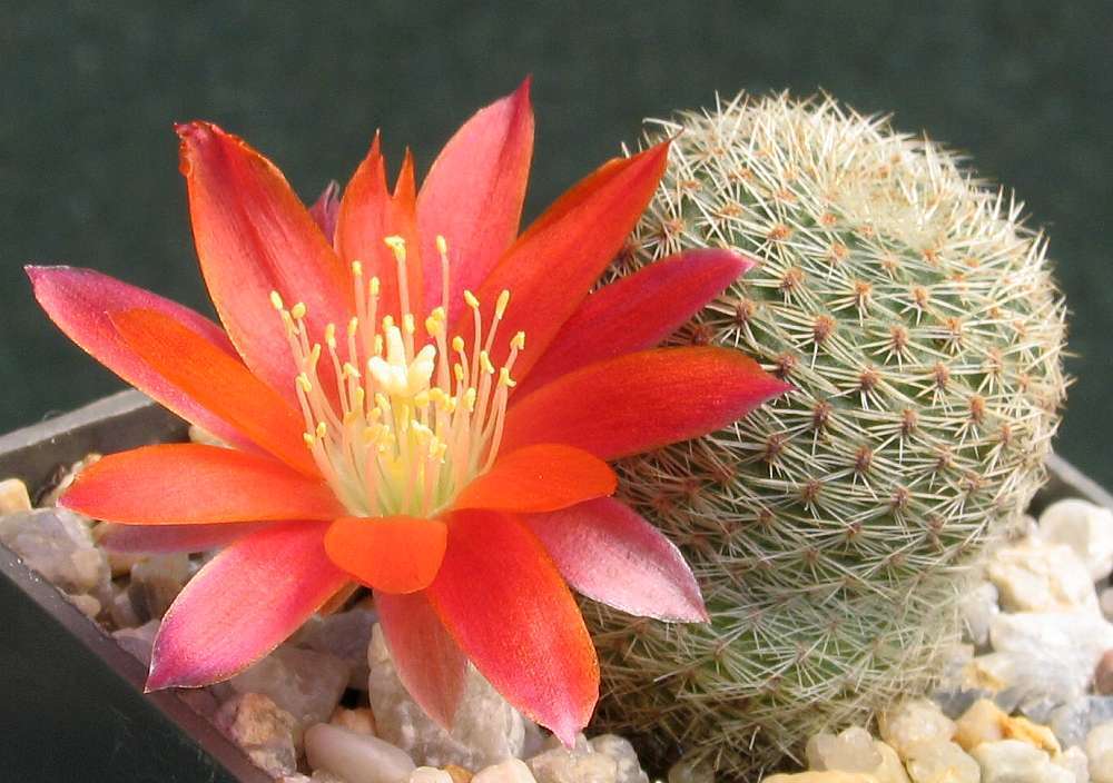 Image of Rebutia pulvinosa F. Ritter & Buining