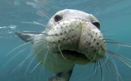 Image of Hawaiian Monk Seal