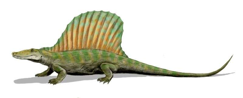 Слика од Secodontosaurus