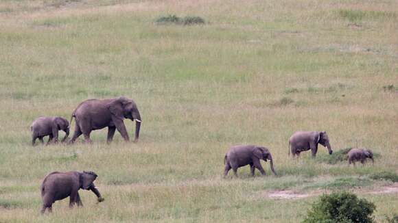 Image of African elephant