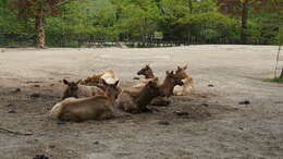 Image of Cervus canadensis nelsoni