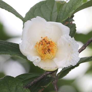 Imagem de Stewartia pseudocamellia Maxim.