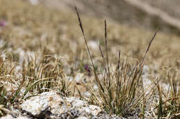 Image of alpine fescue