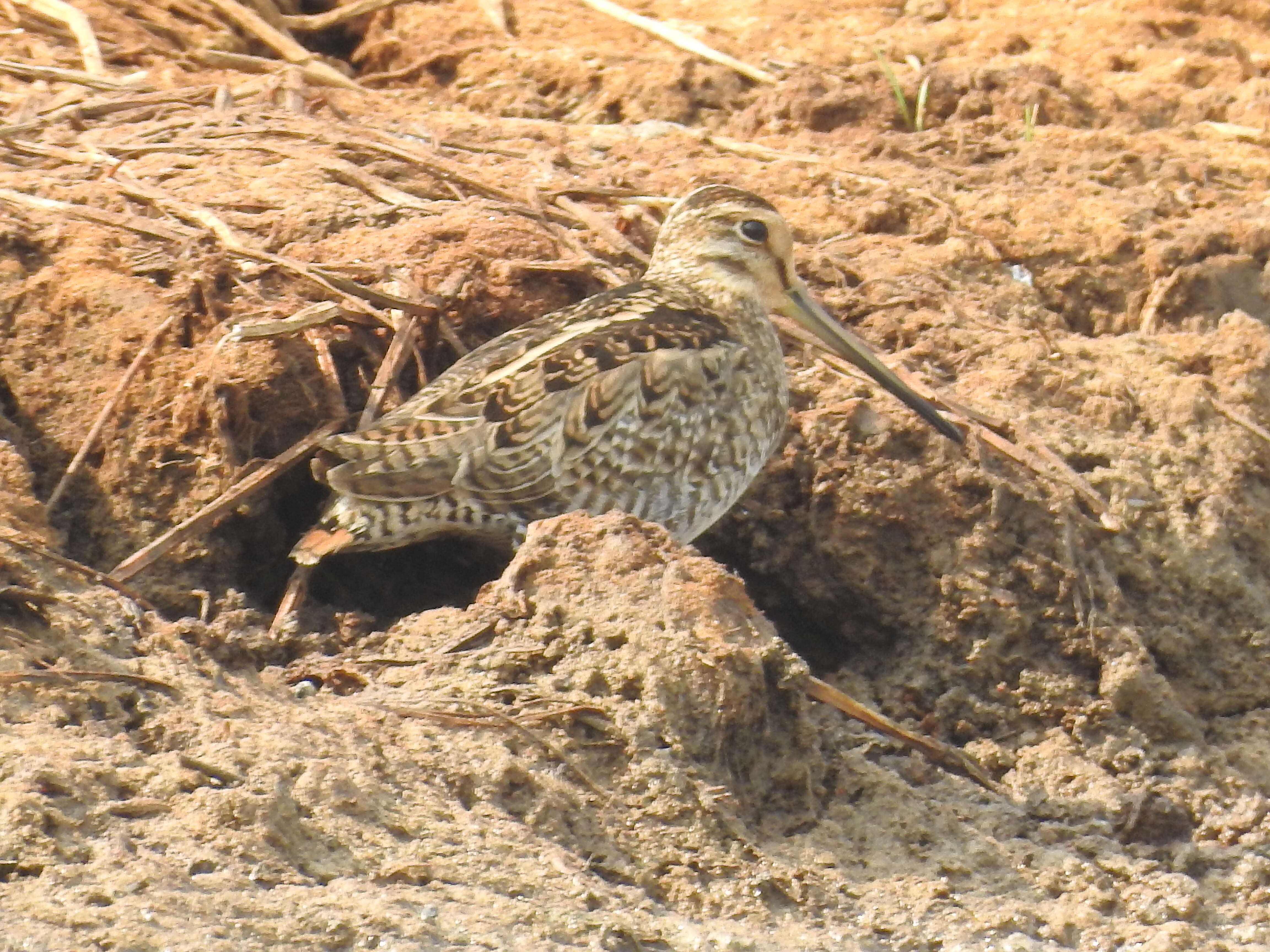 Image of Pin-tailed Snipe