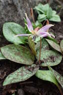 Image of Dog tooth lily