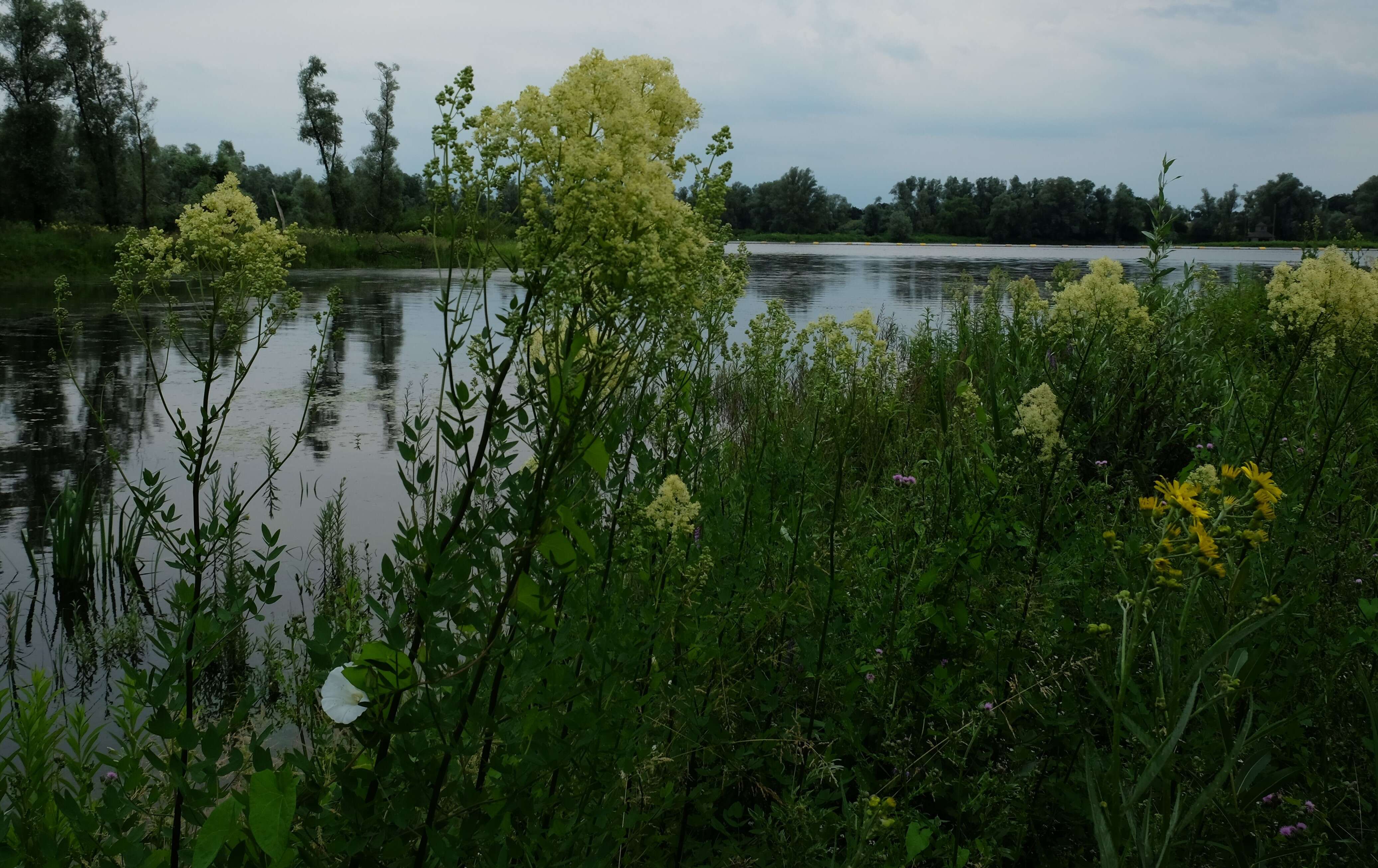 Image of common meadow-rue