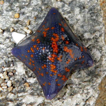 Image of Blue bat star