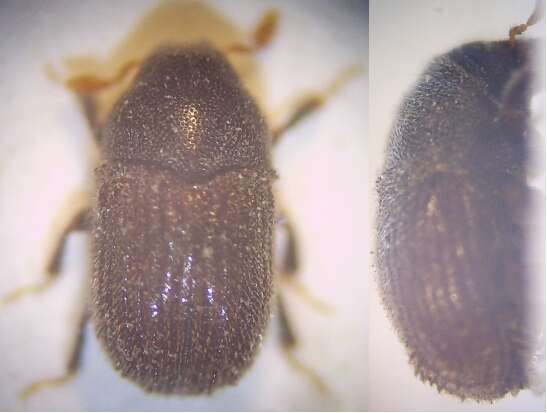 Image of Cedar Bark Beetles