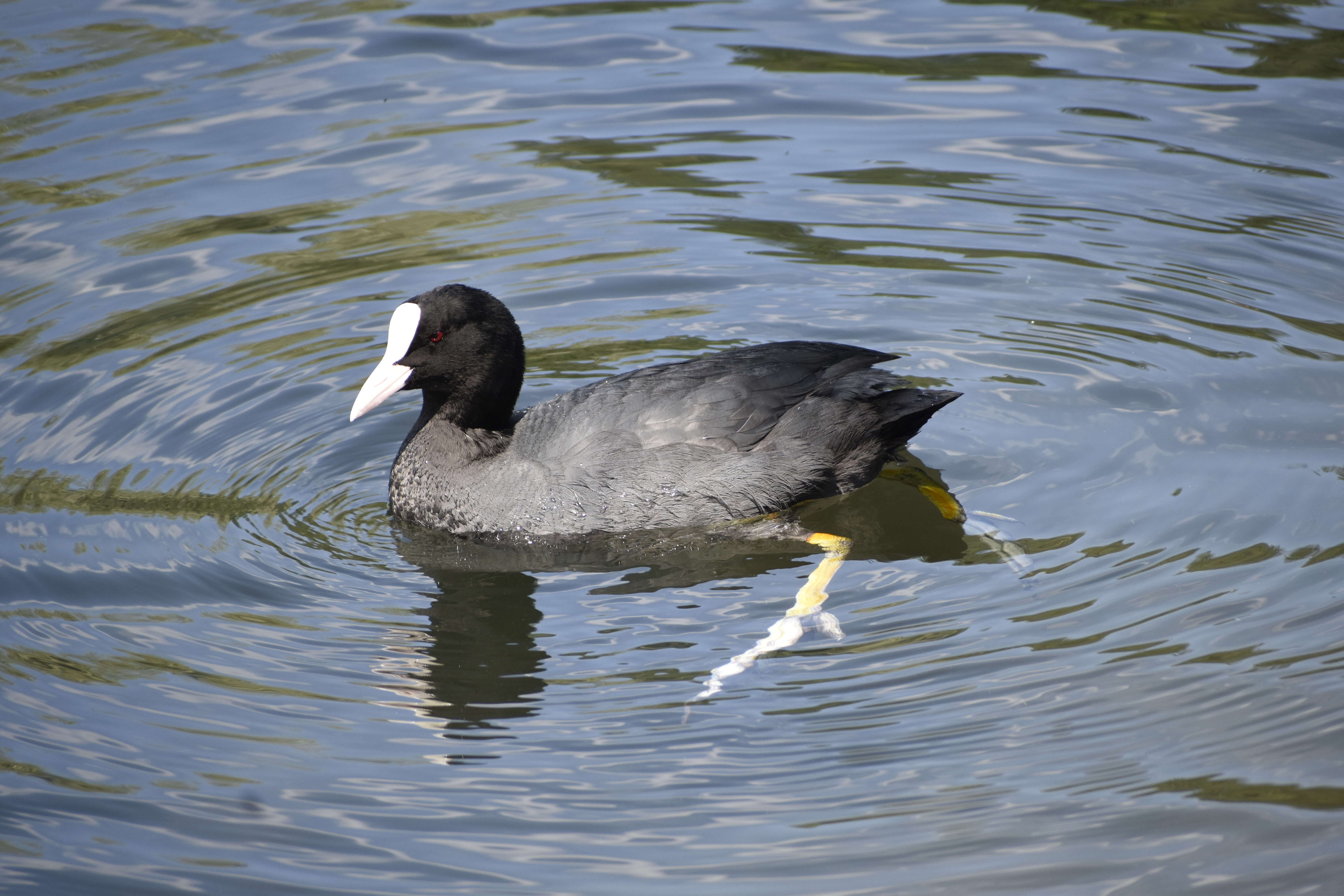 Image of Common Coot