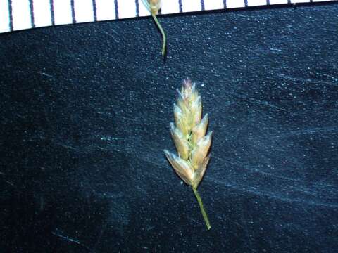 Image of Mexican lovegrass