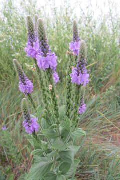 Image of hoary verbena