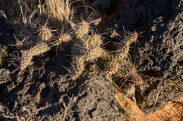 Image of Panhandle Prickly-pear