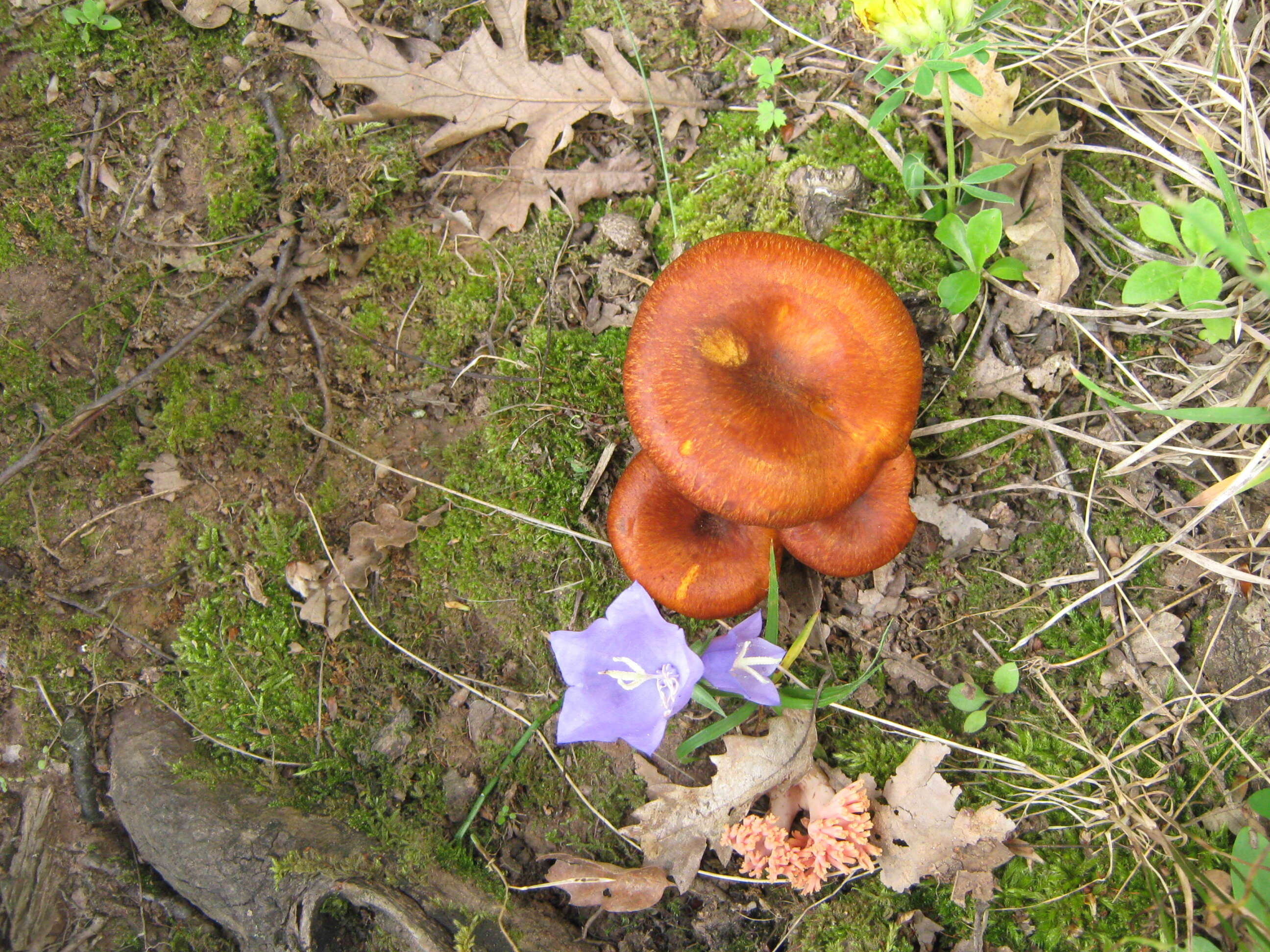 Image of Jack o'Lantern mushroom