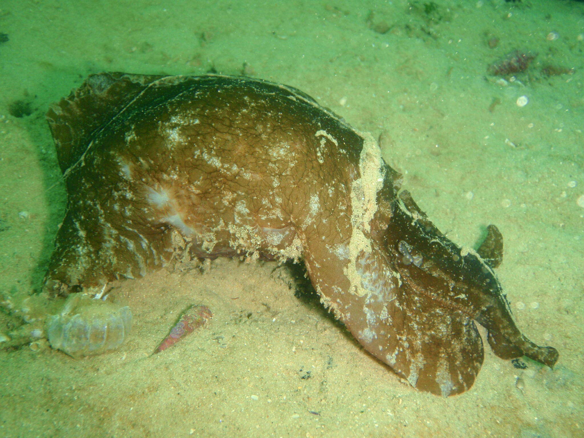 Image of walking sea hare