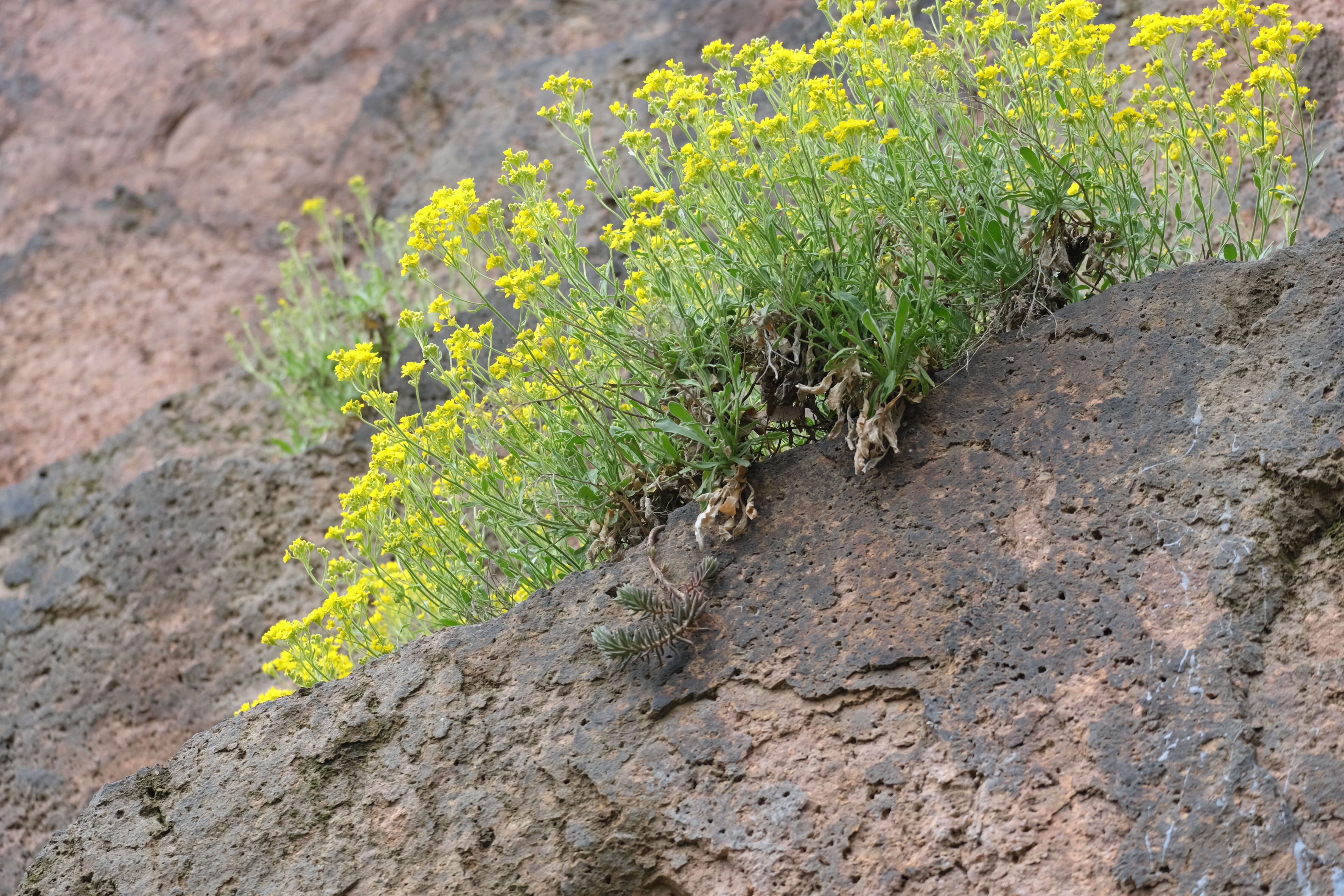 Image of Basket of Gold