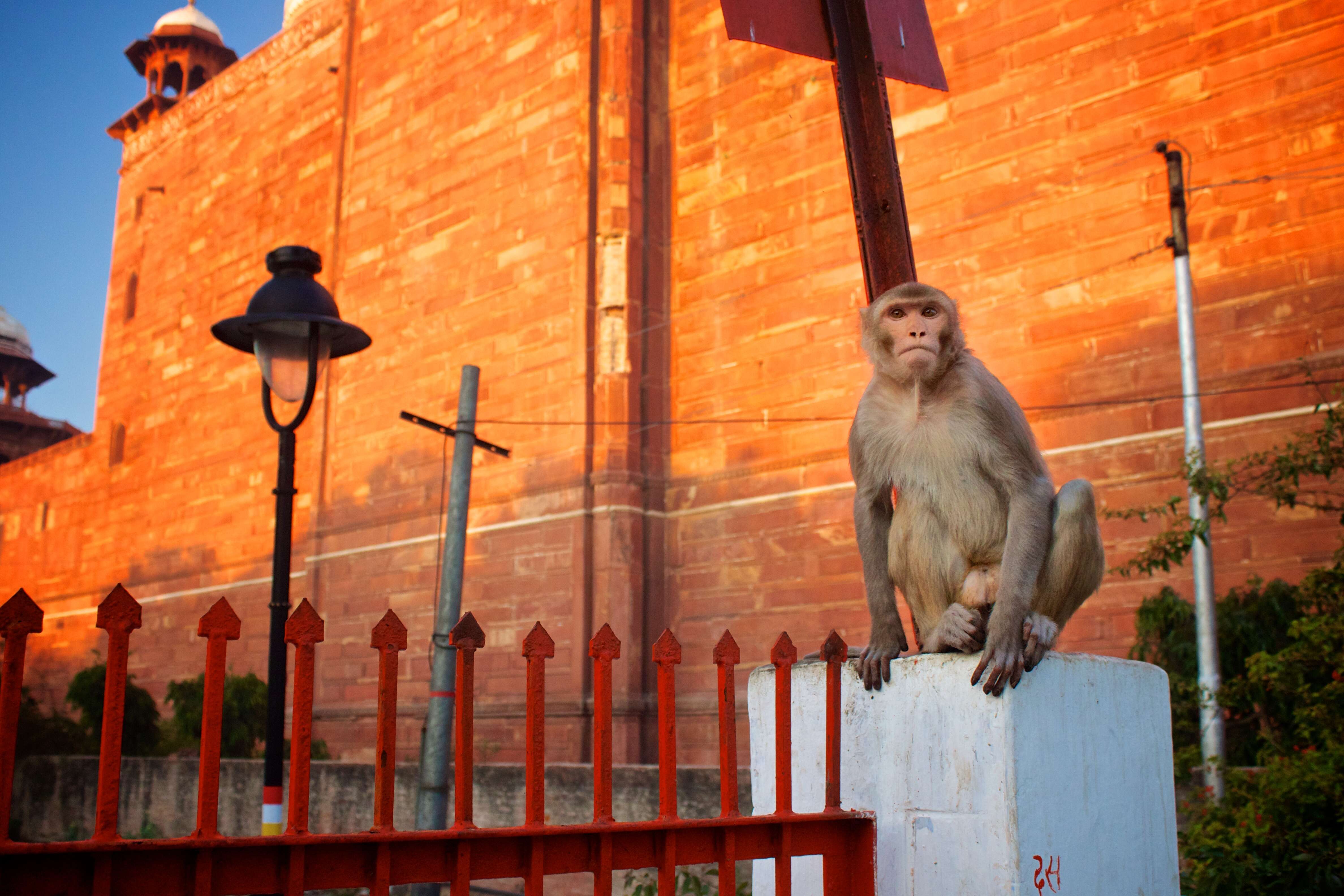 Image of Rhesus Monkey