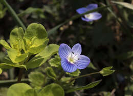 Image of birdeye speedwell