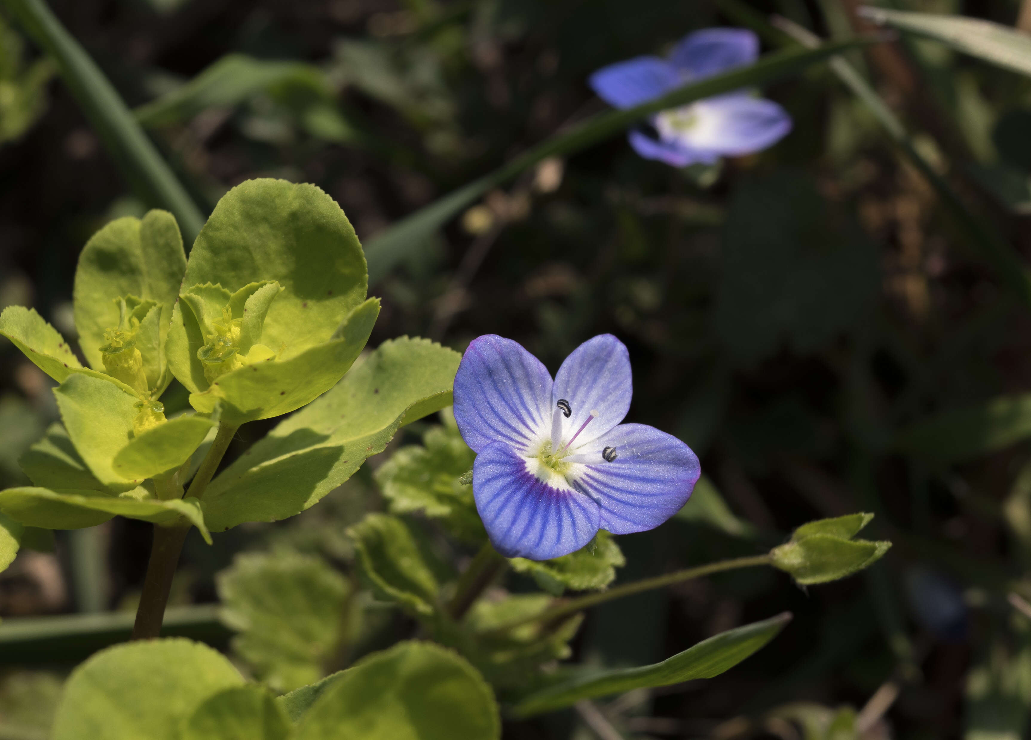 Image of birdeye speedwell