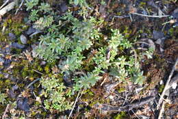 Image of White Stonecrop