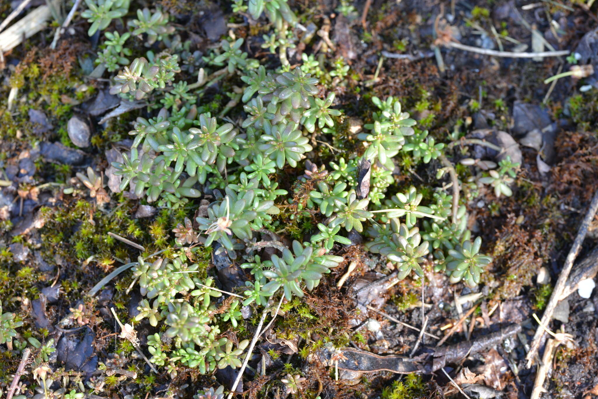 Image of White Stonecrop