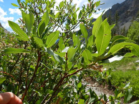 Image of Missouri River willow