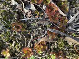 Image of Drosera aberrans (Lowrie & Carlquist) Lowrie & Conran