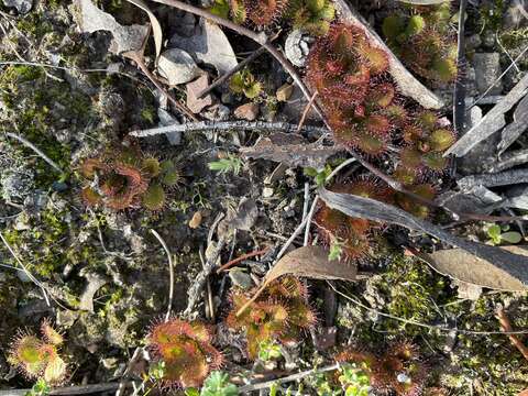 Image de Drosera aberrans (Lowrie & Carlquist) Lowrie & Conran