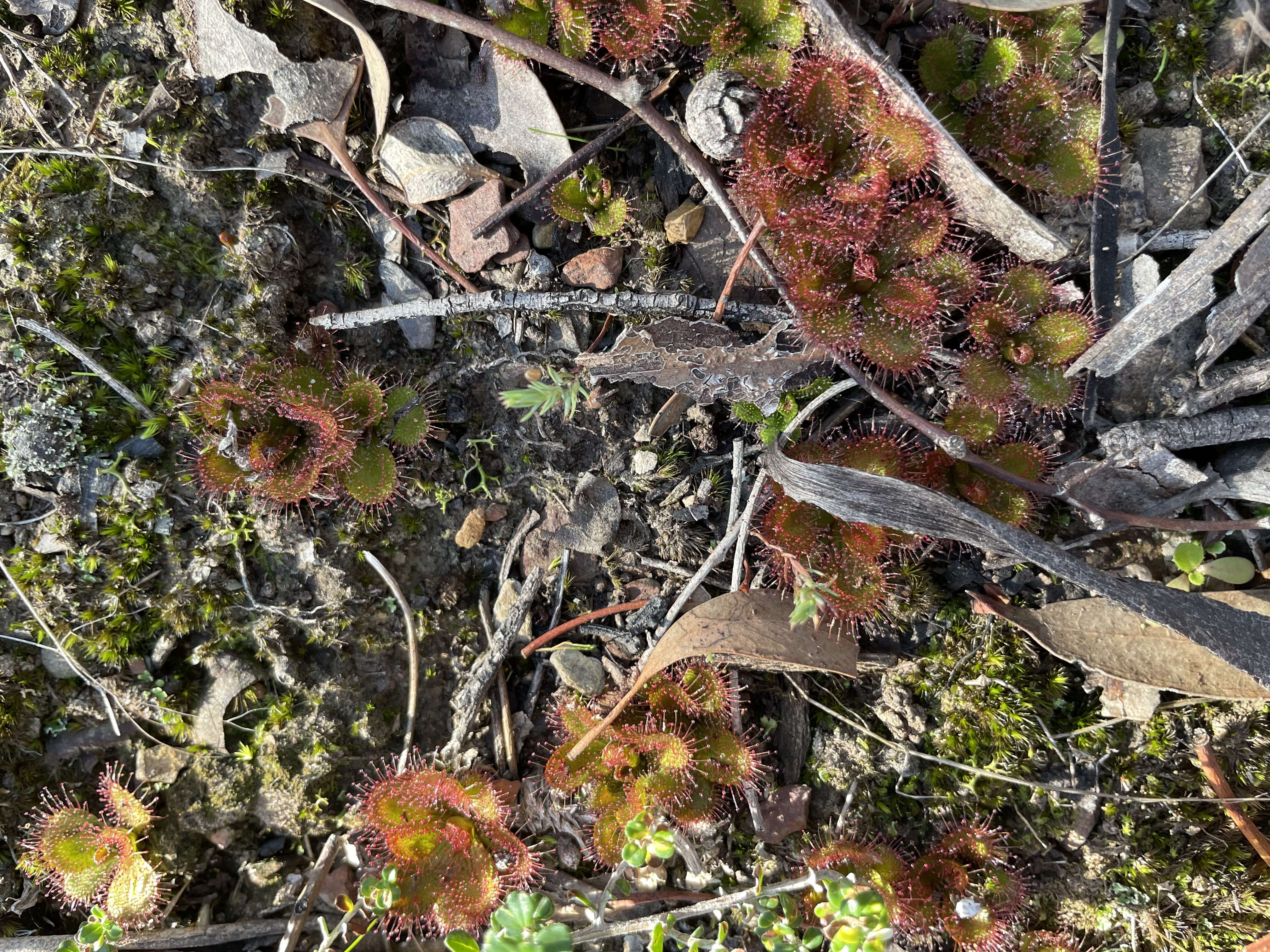 Image of Drosera aberrans (Lowrie & Carlquist) Lowrie & Conran