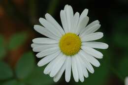 صورة Leucanthemum ircutianum (Turcz.) DC.