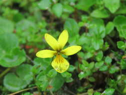 Image of arctic yellow violet