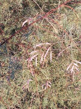 Image of saltcedar