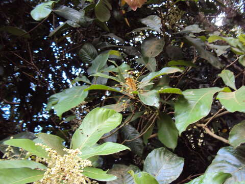 Image of Meliosma simplicifolia (Roxb.) Walp.