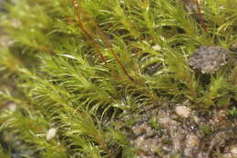 Image of dicranella moss