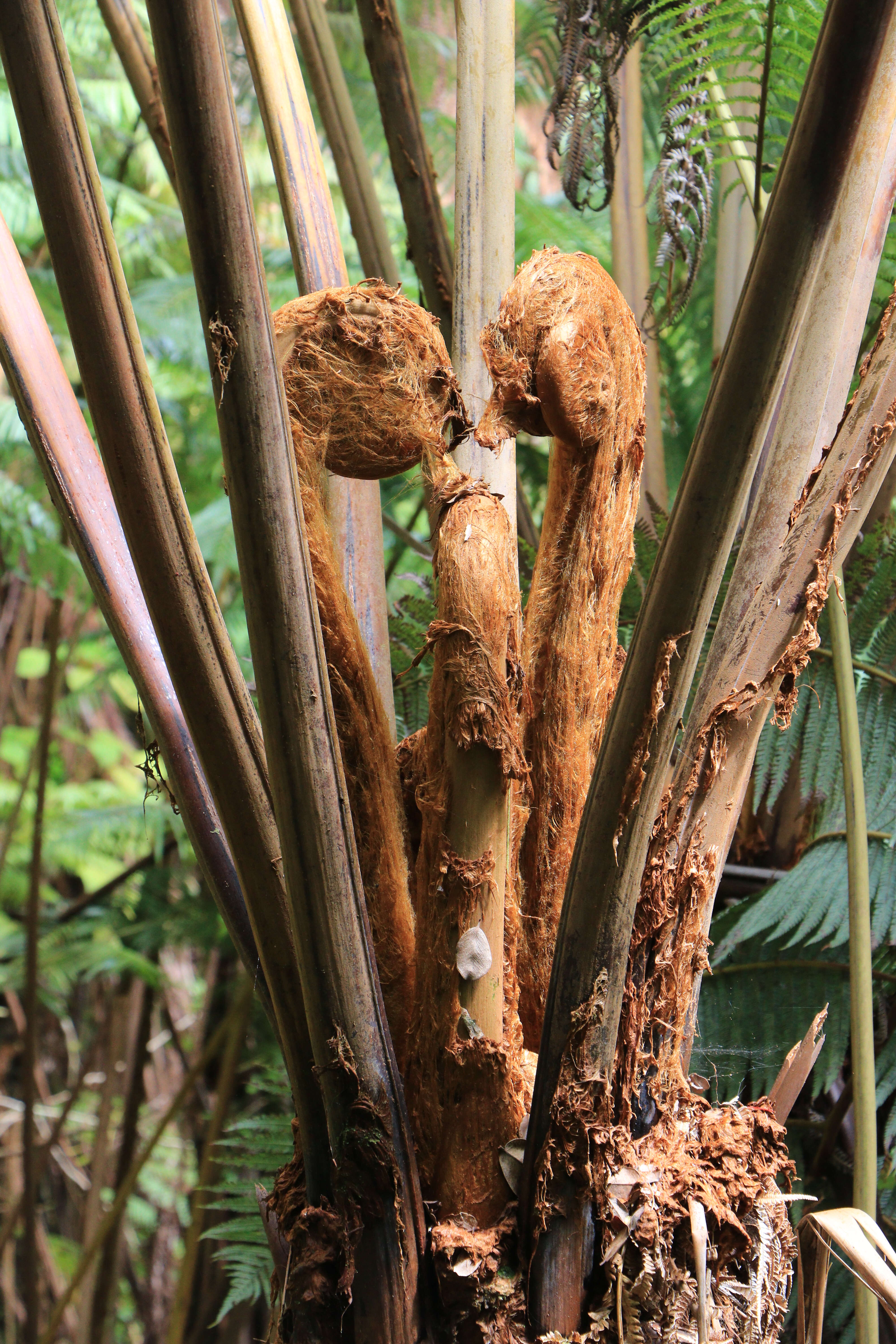 Image of West Indian treefern