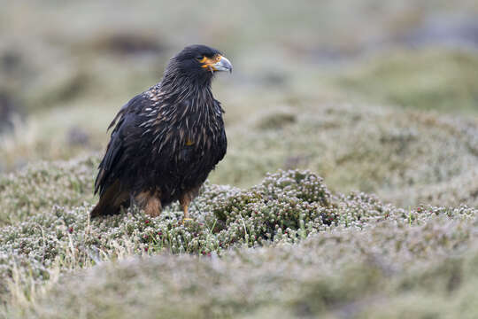 Image of Forster's Caracara