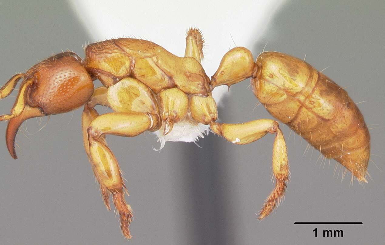 Imagem de Centromyrmex praedator