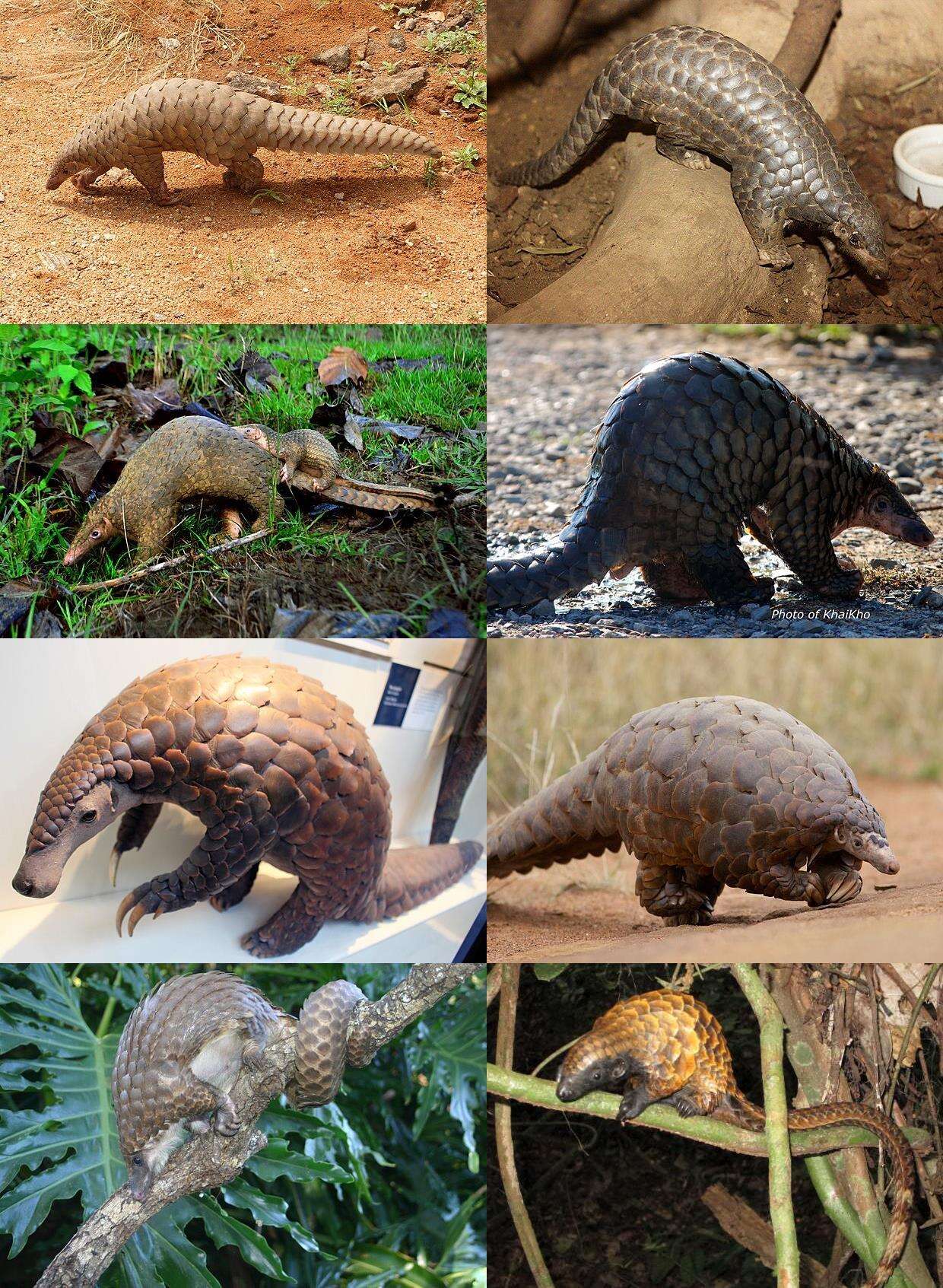 Image of pangolins