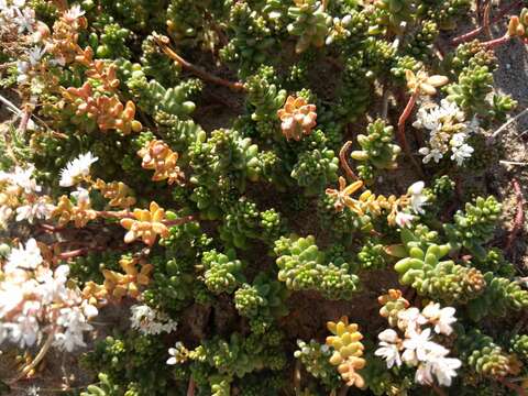 Image of White Stonecrop