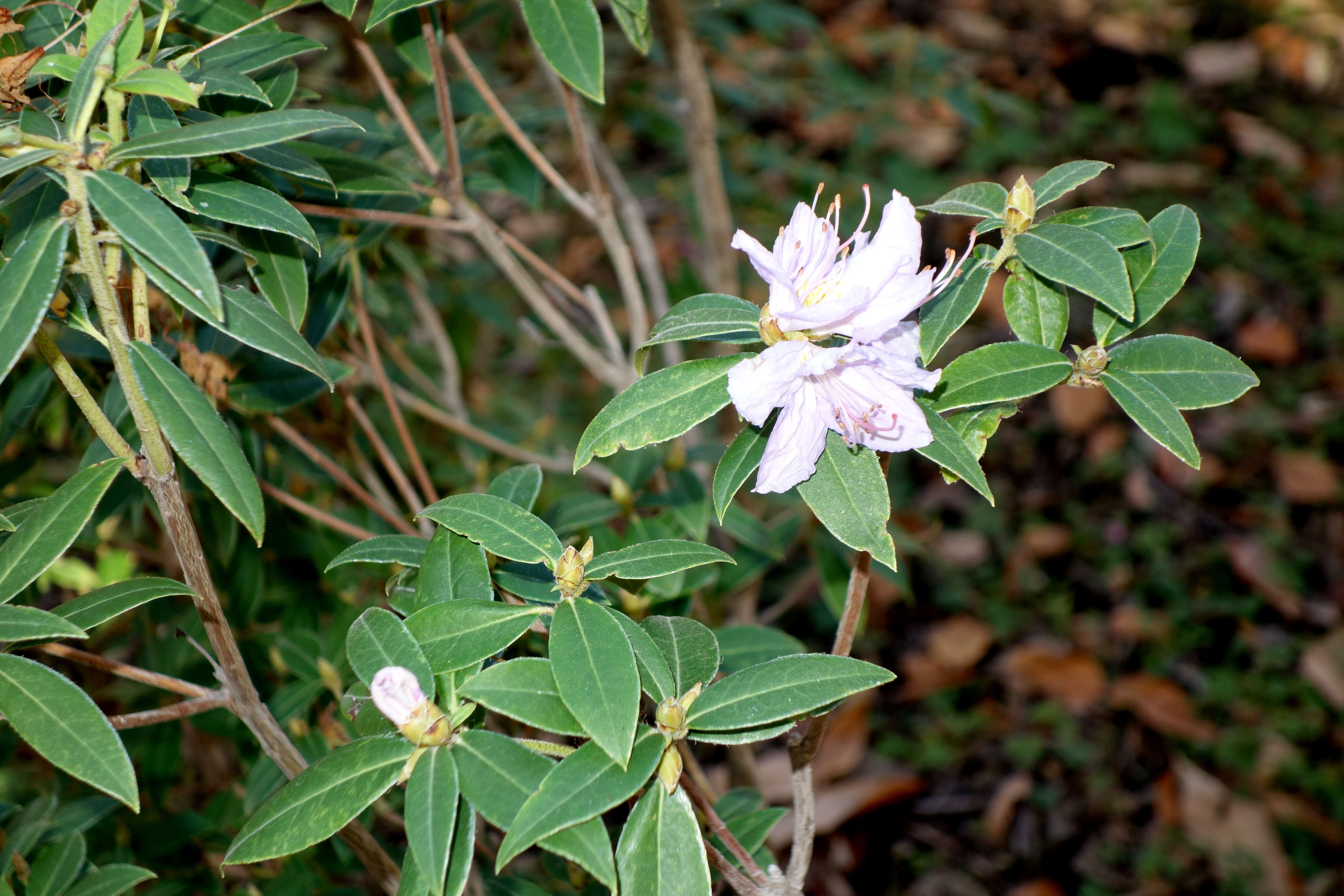 صورة Rhododendron augustinii Hemsl.