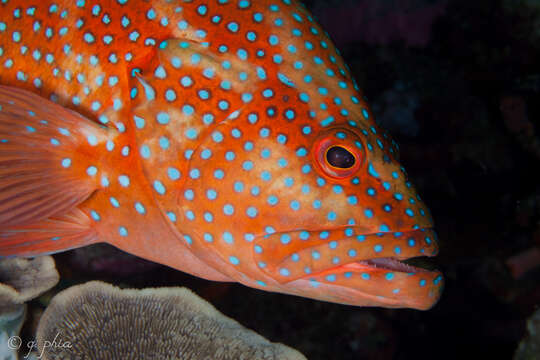 Image of Coral Hind