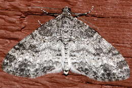 Image of Powdered Bigwing