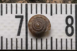 Image of rounded snail