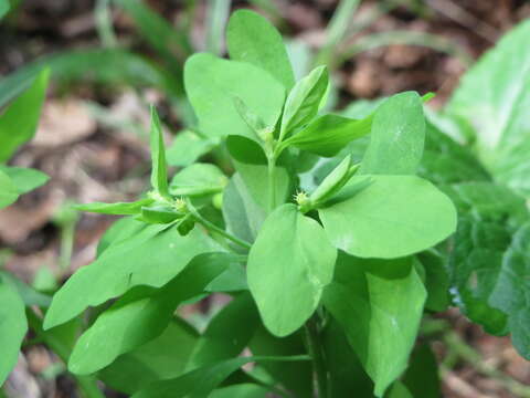 Image of cancer weed