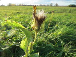 Image of Cabbage Thistle