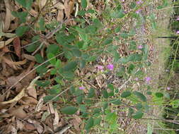 صورة Desmodium rhytidophyllum Benth.