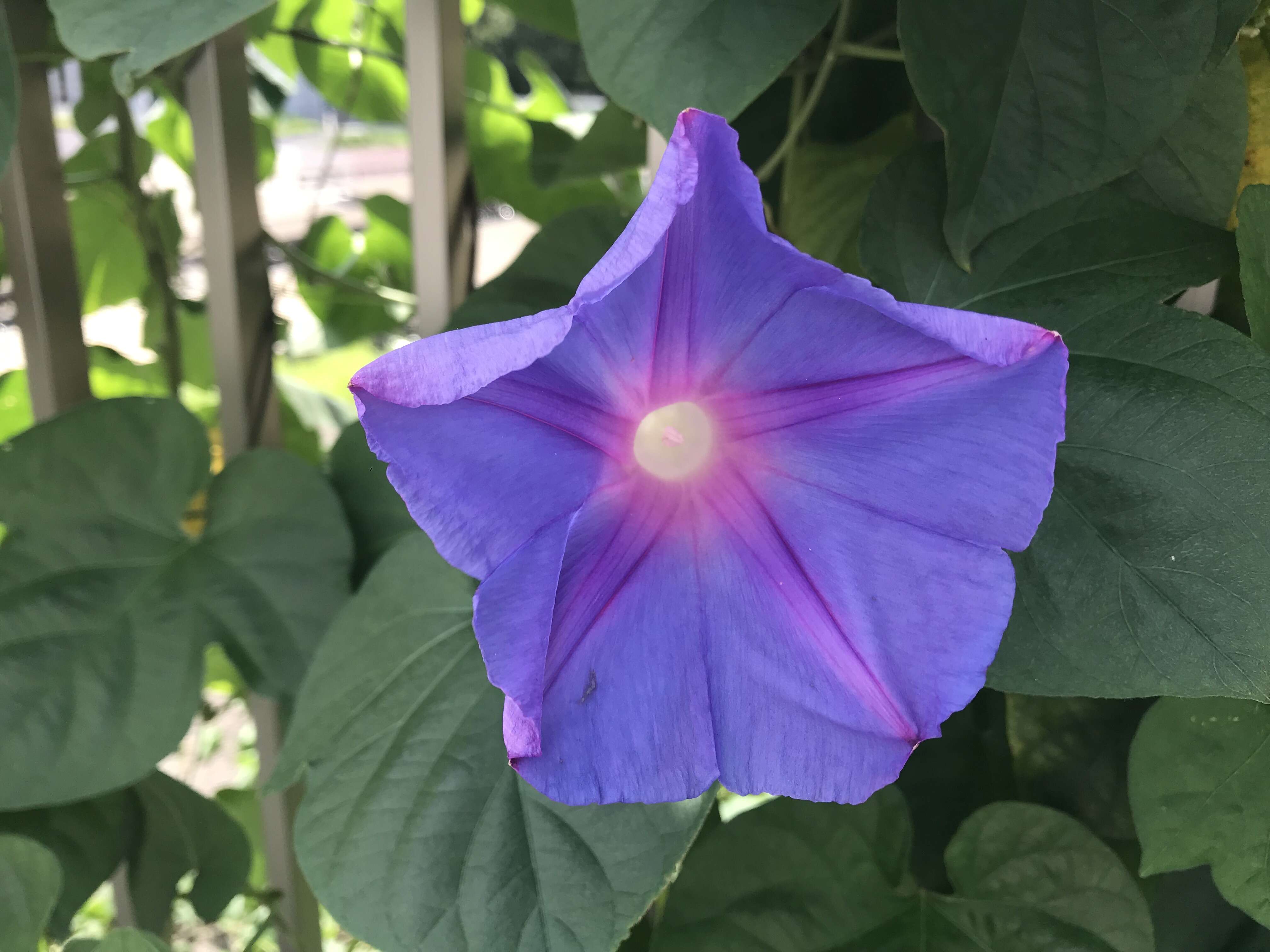 Image of whiteedge morning-glory